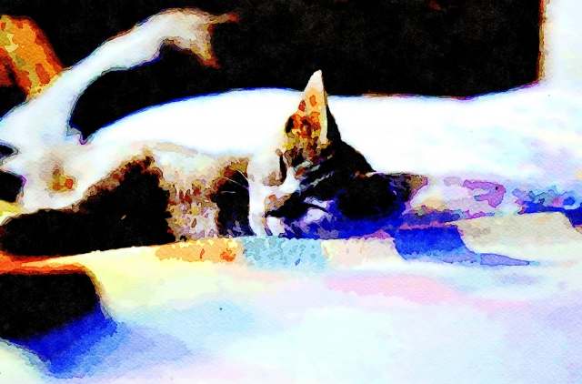 Cat 12