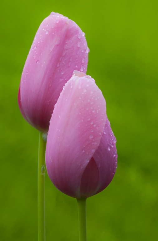Tulipani