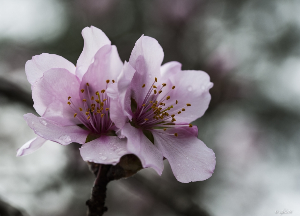 Fiore di Mandorlo
