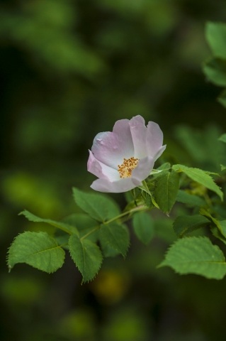 Rosa Canina