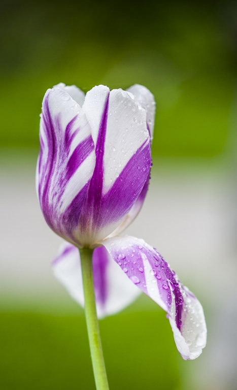 Tulipano Bianco-Violetto
