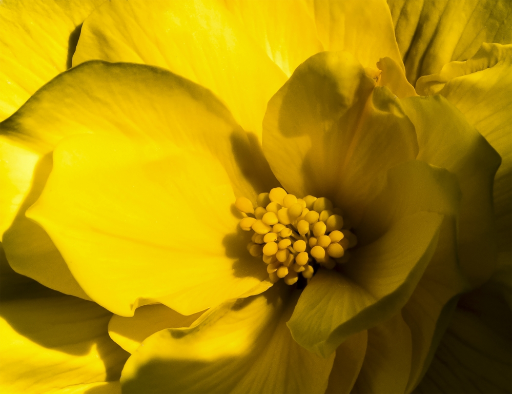 Fiore Giallo
