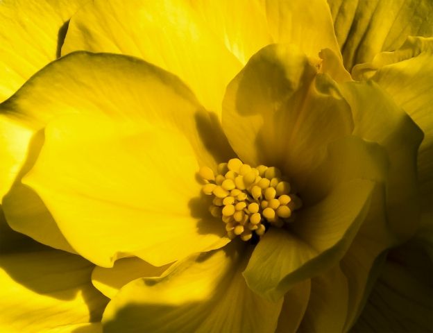 Fiore Giallo