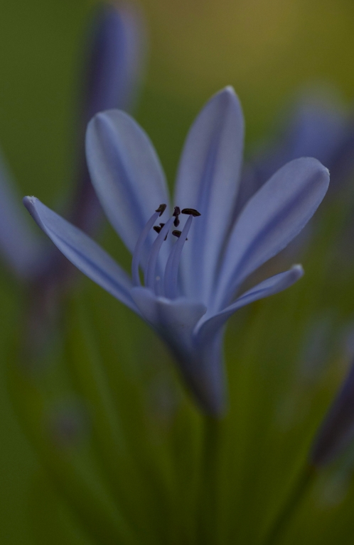Fiore