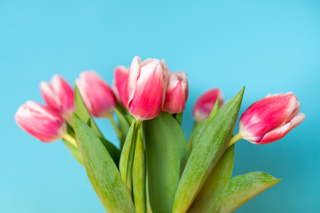 Tulipani rosa
