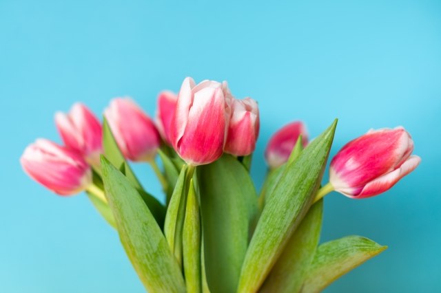 Tulipani rosa