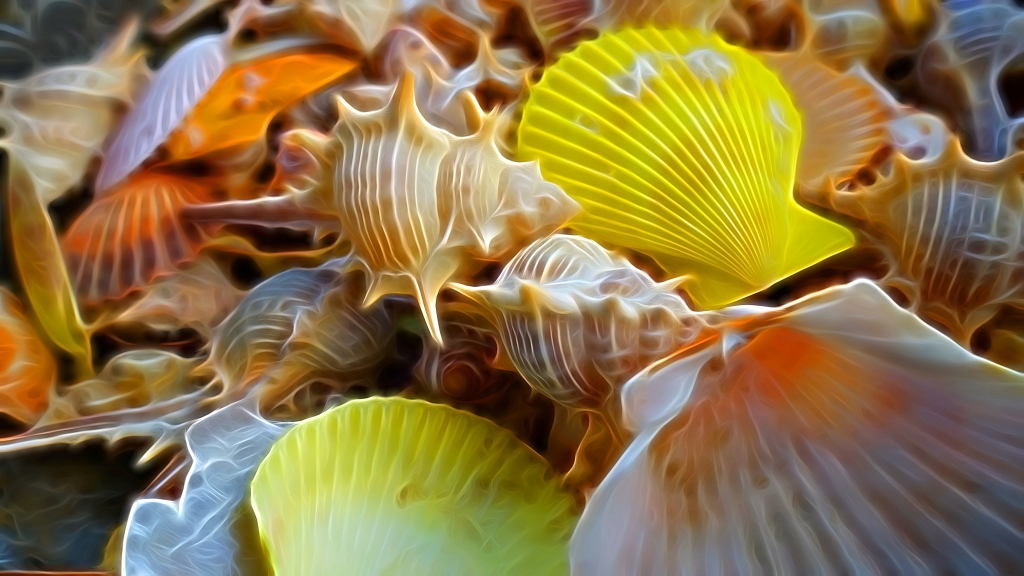 Conchiglie
