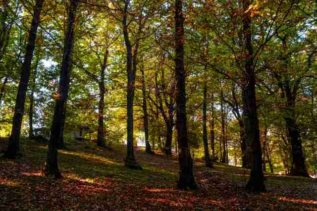 Nel bosco d'autunno 1