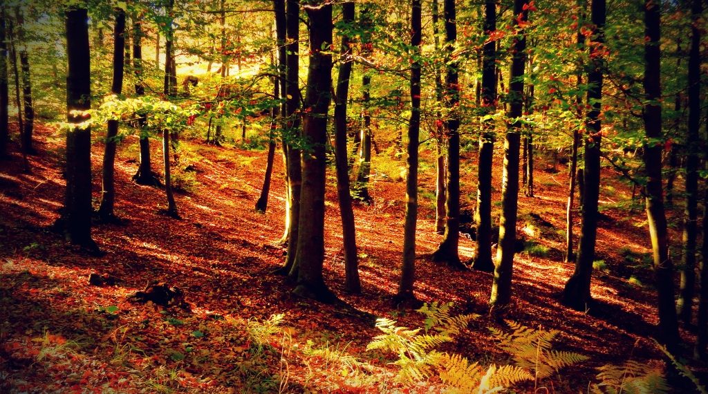 l'abbraccio caldo del bosco in autunno