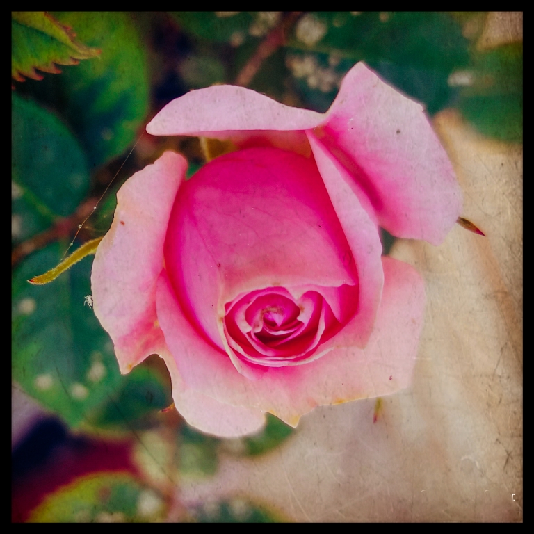 Rosa