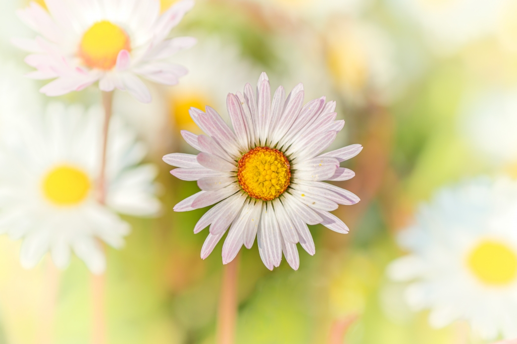 prato in fiore
