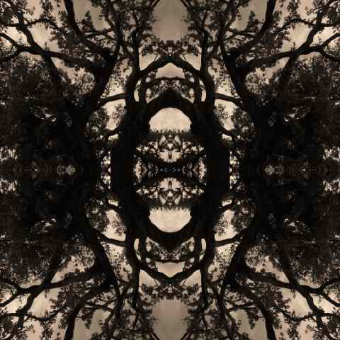 Mirroring tree