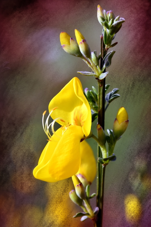 Ginestra fiorita
