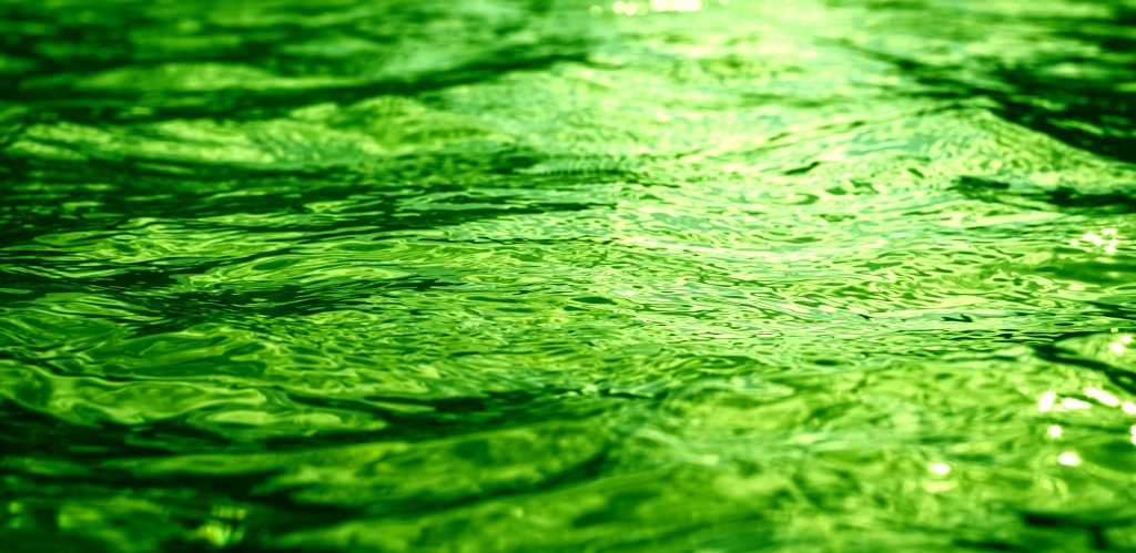 Riflessi d'acqua verde