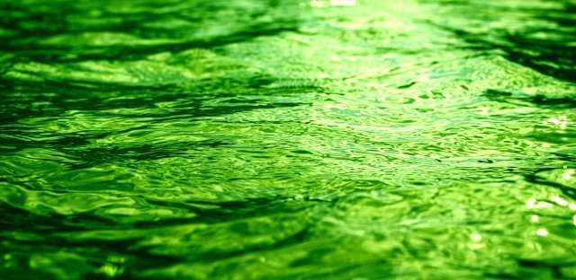 Riflessi d'acqua verde