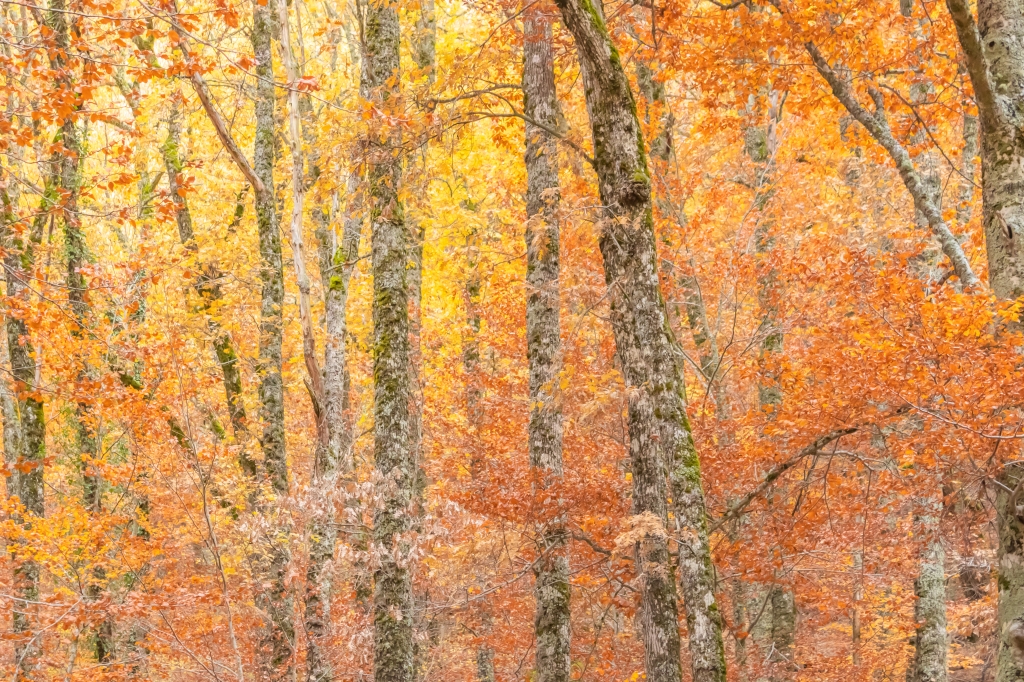 BEECH FOREST IN AUTUMN