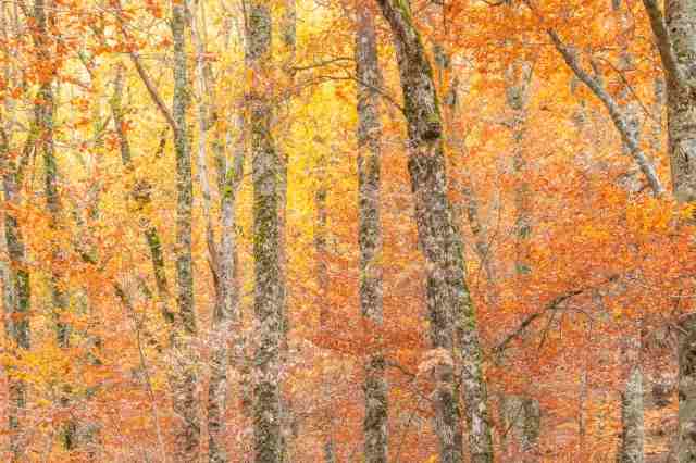 BEECH FOREST IN AUTUMN