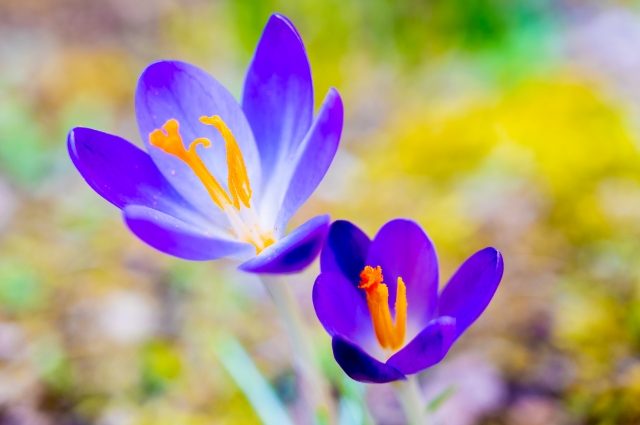 La bellezza dei crocus