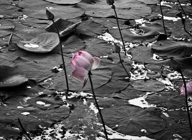 Pink Lotus