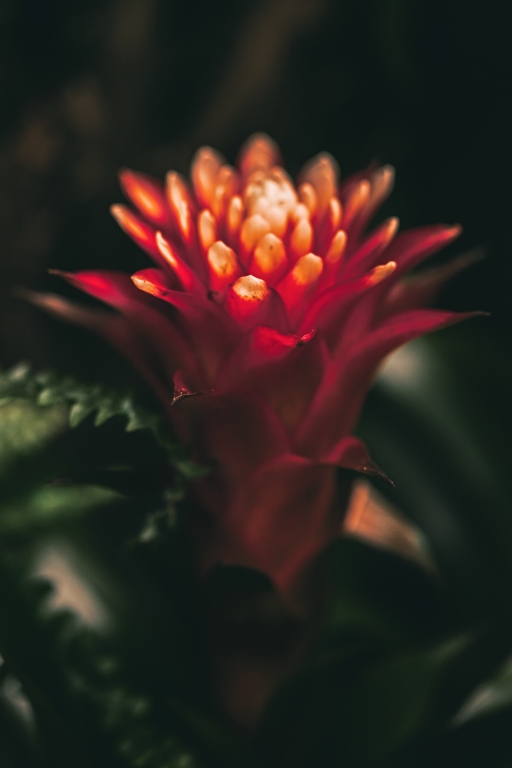 Red Flower