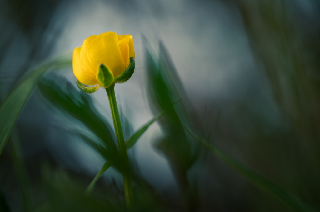 Bocciolo giallo