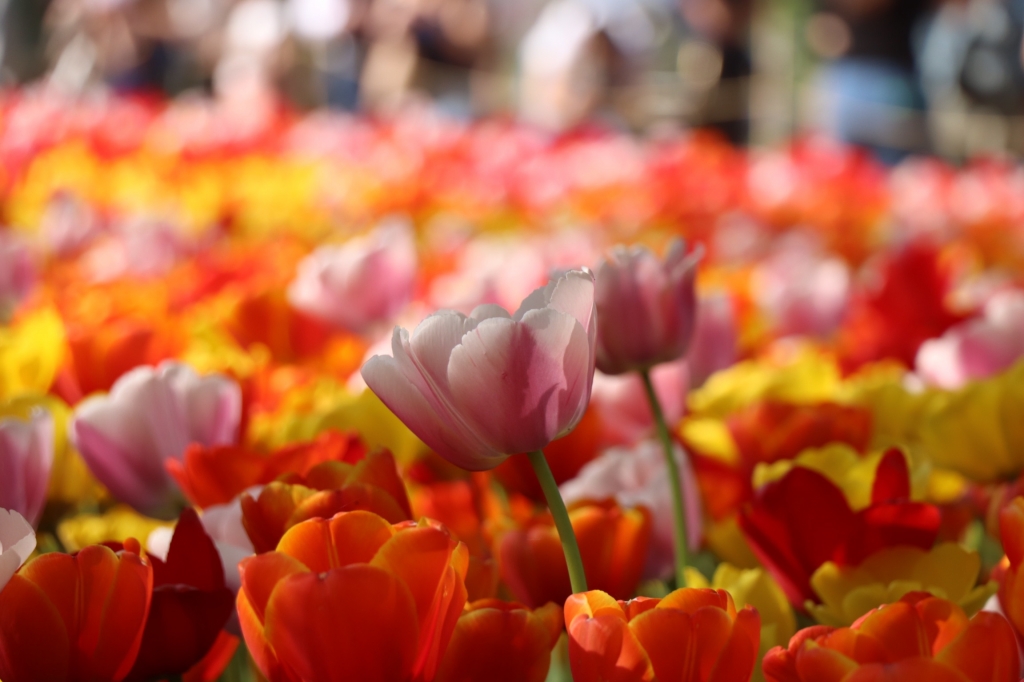 Campo di tulipani