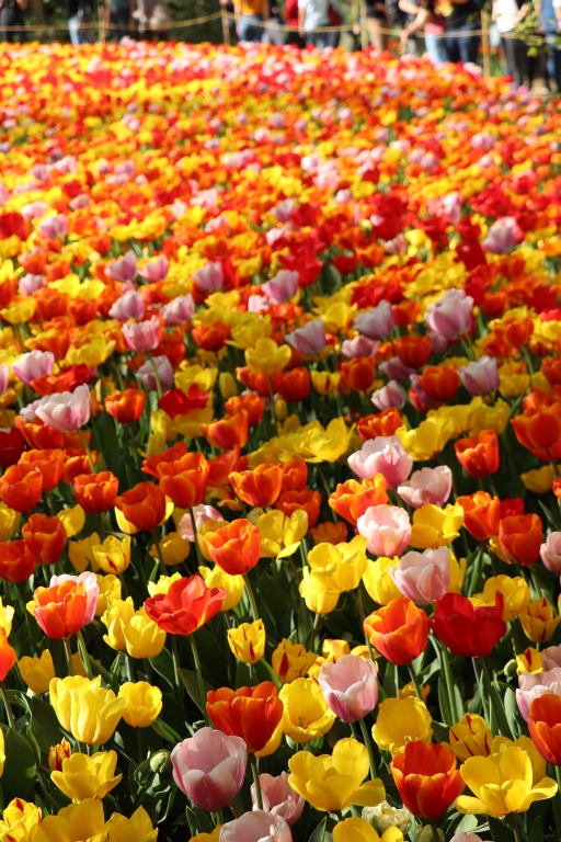 I colori della natura