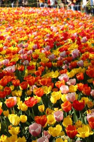 I colori della natura