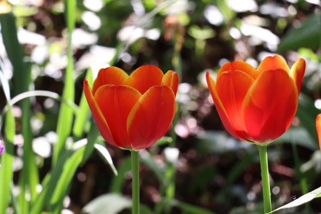 Due tulipani
