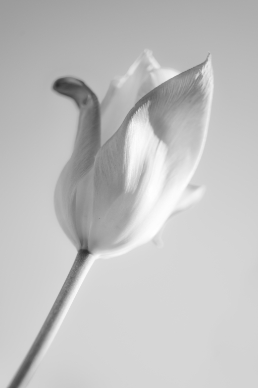 Anima di un tulipano