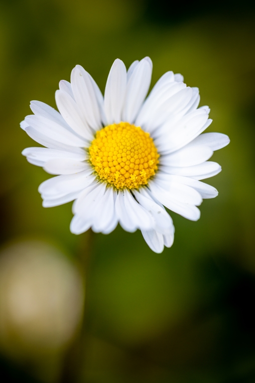 Foto macro close-up di un fiore