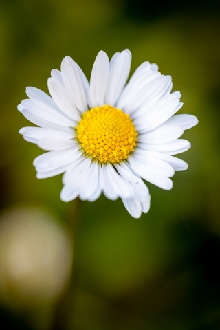 Foto macro close-up di un fiore