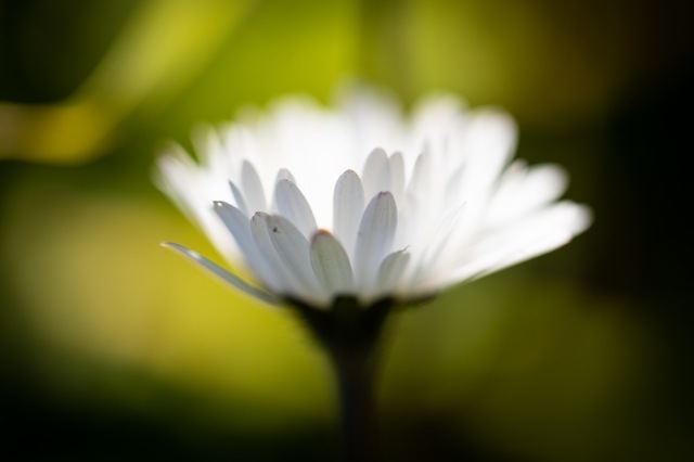 Foto macro close-up di un fiore · gcammino