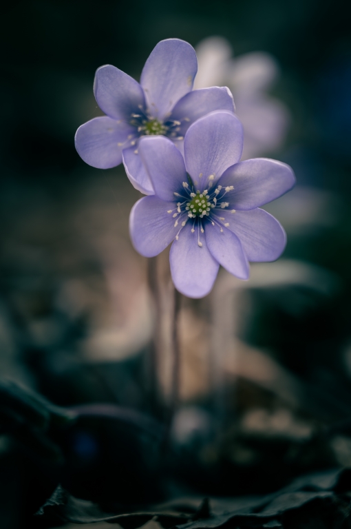 Hepatica Nobilis