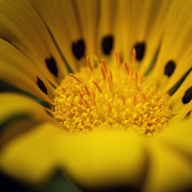 Macro fiore giallo