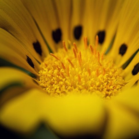 Macro fiore giallo