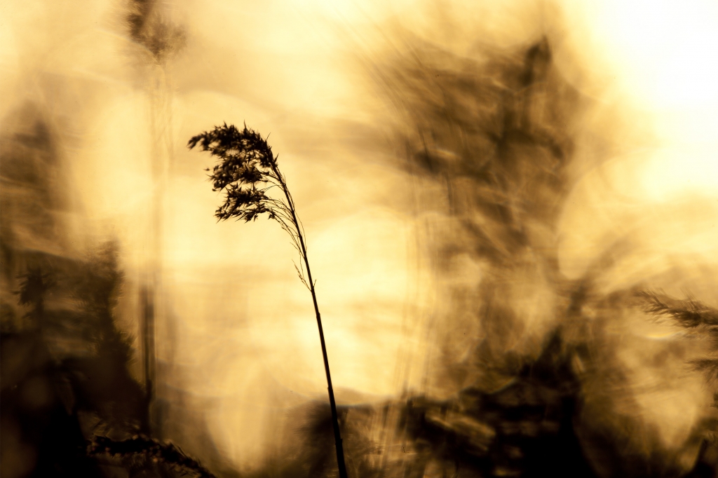 Selvatiche al tramonto