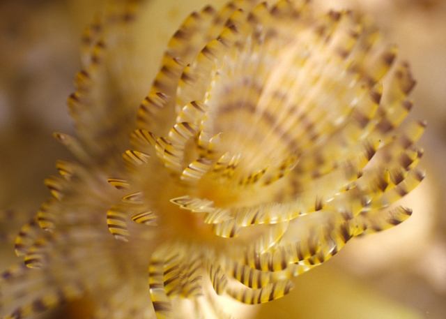 Spirografo