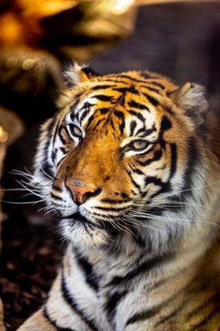 Ritratto di una tigre di Sumatra