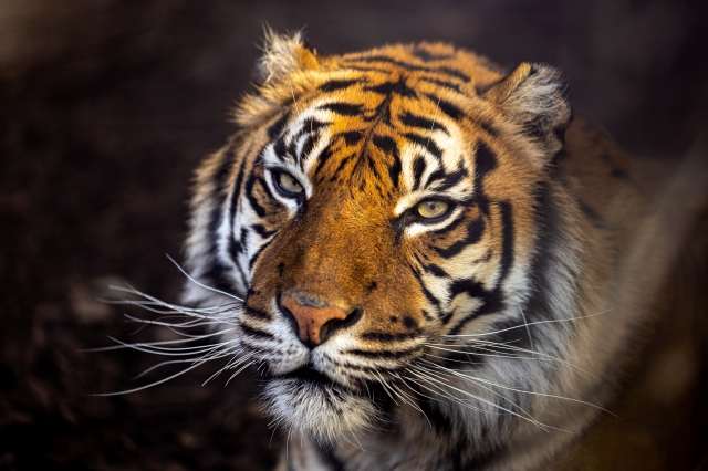 Ritratto di una tigre di Sumatra