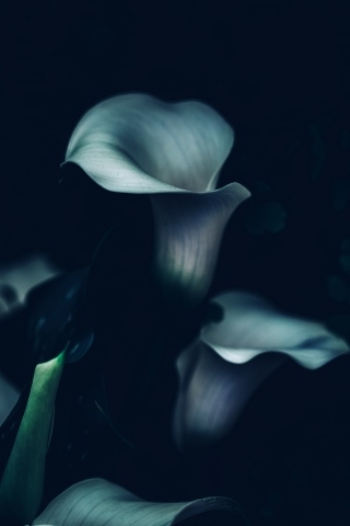 Flora