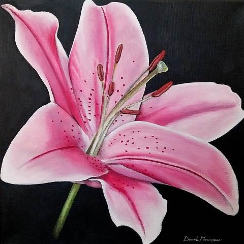 Giglio rosa