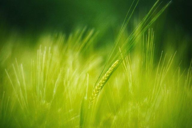 Total green