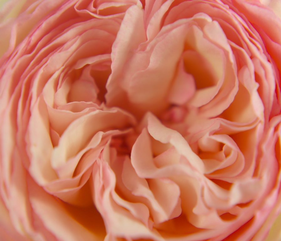 rosa inglese