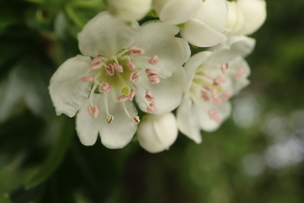 fiore bianco con pistilli rosa su sfondo sfocato verde