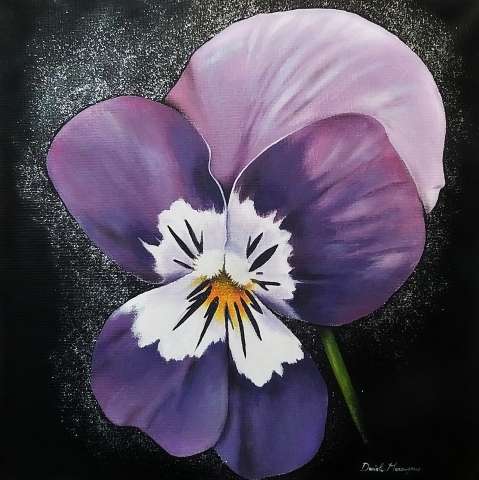 Viola