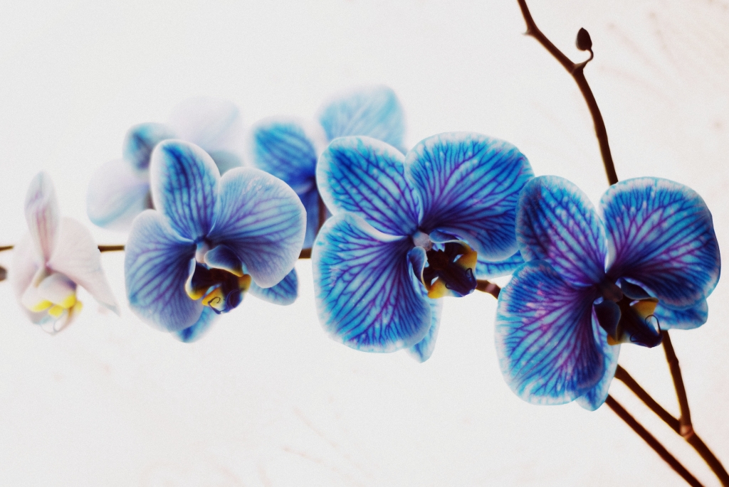 L'orchidea blu