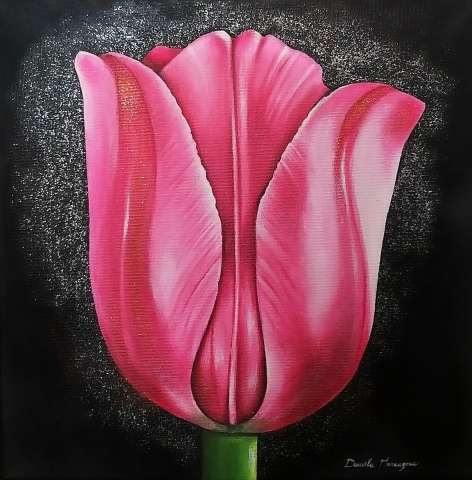 Tulipano rosa