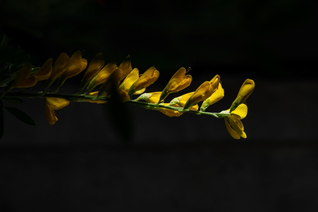 Fiore giallo