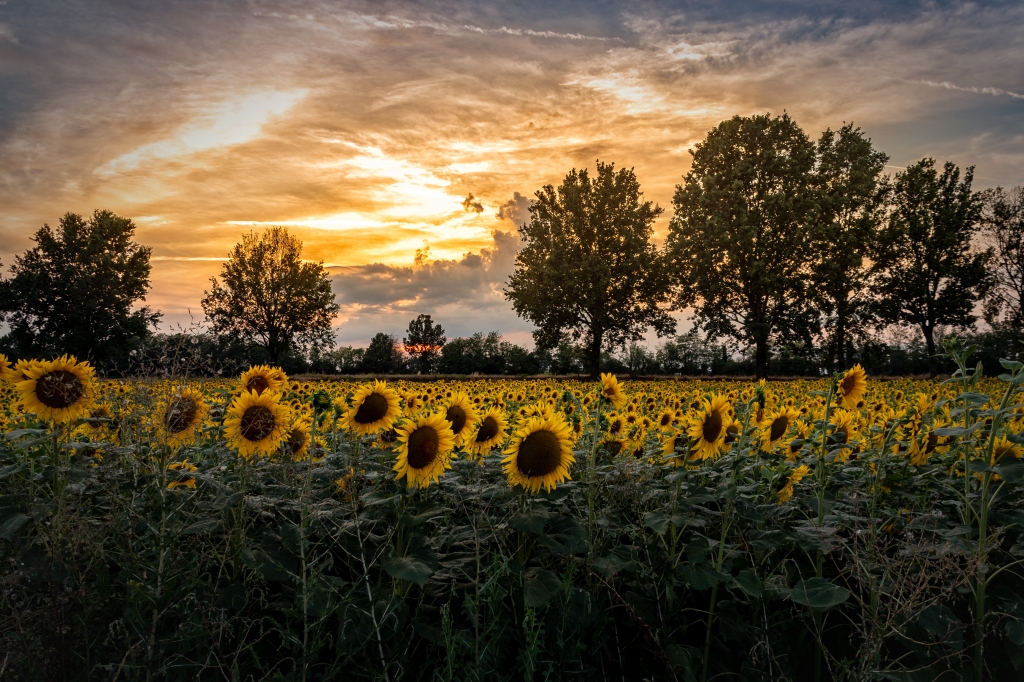 Girasoli